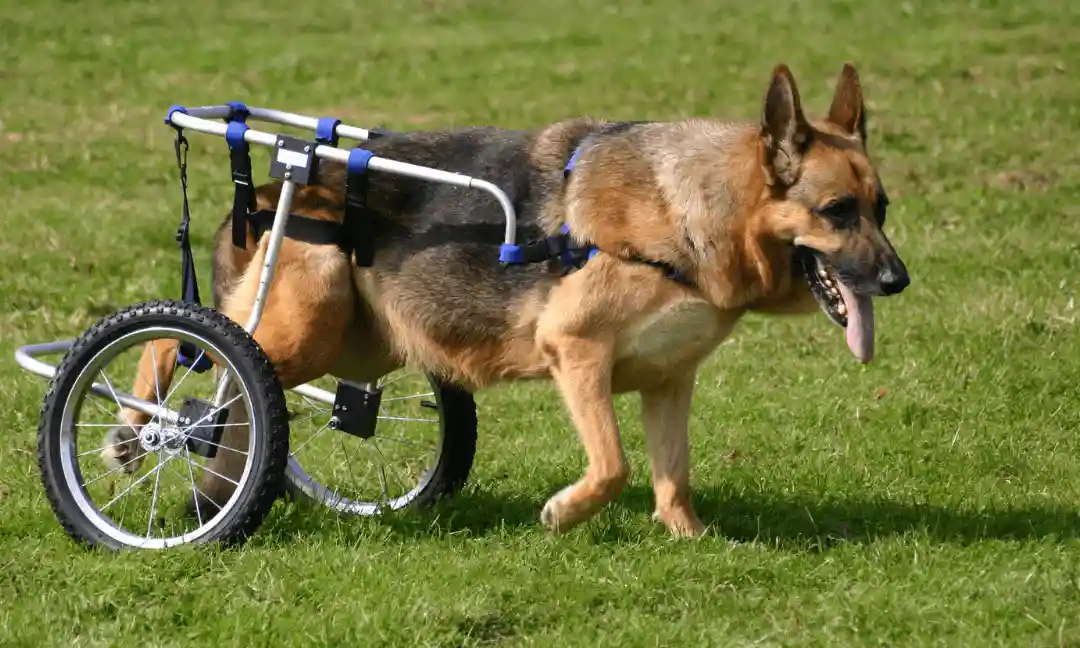 Solving Grooming Problems for Dogs with Disabilities in Gulfport