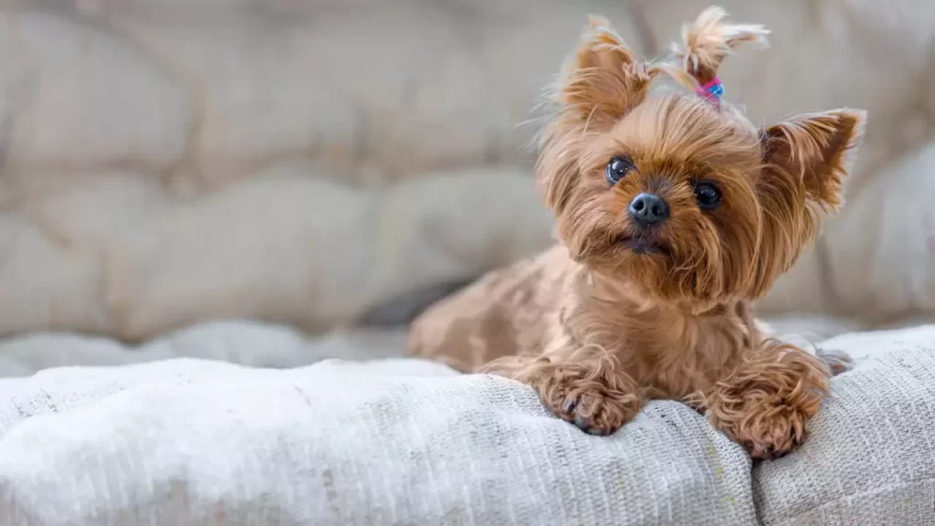 Grooming for stop shedding