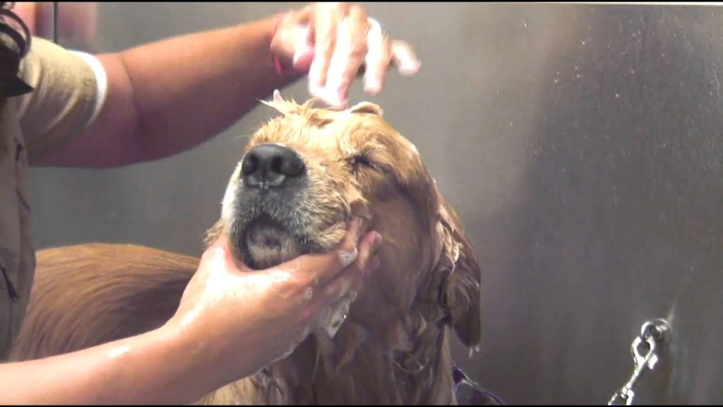 Dog Taking Bath