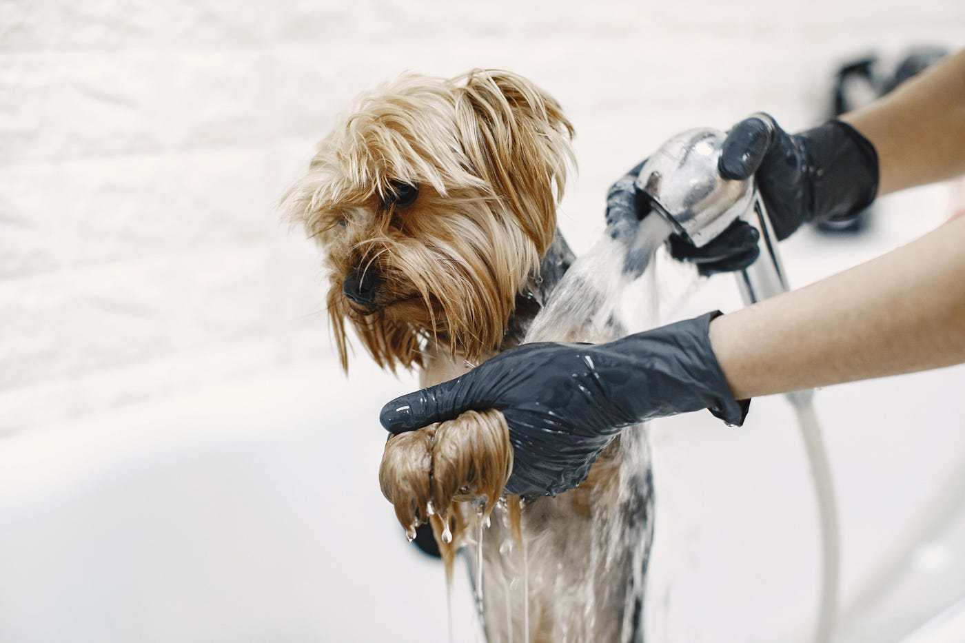 How to Prevent Your Dog from Getting Matted Between Grooming Sessions